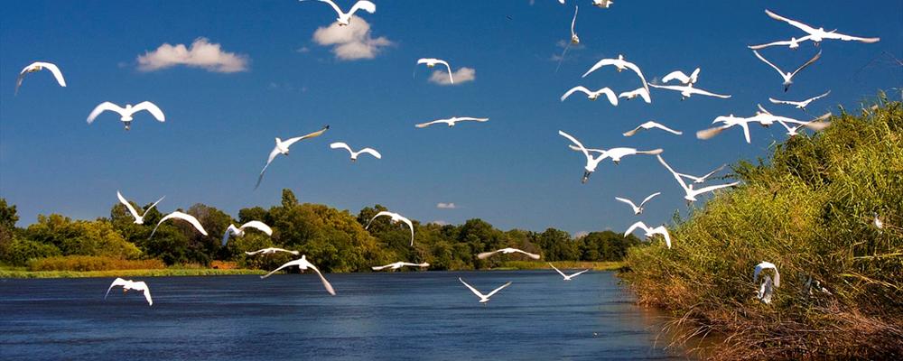 Egrets in flight, Okavango river, Botswana.